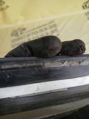 Накладка порога передняя левая Q3 2021 83A 2.0 CZRA